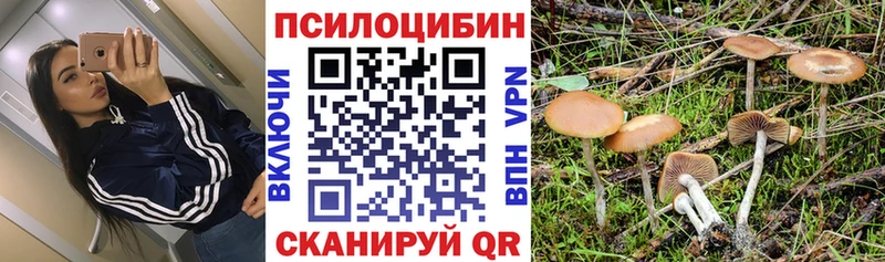 купить наркоту  Королёв  Галлюциногенные грибы Psilocybe 